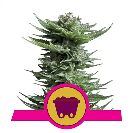 Shining Silver Haze - Royal Queen Seeds 2