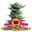 Shining Silver Haze - Royal Queen Seeds 4 Shining Silver Haze - Royal Queen Seeds 4
