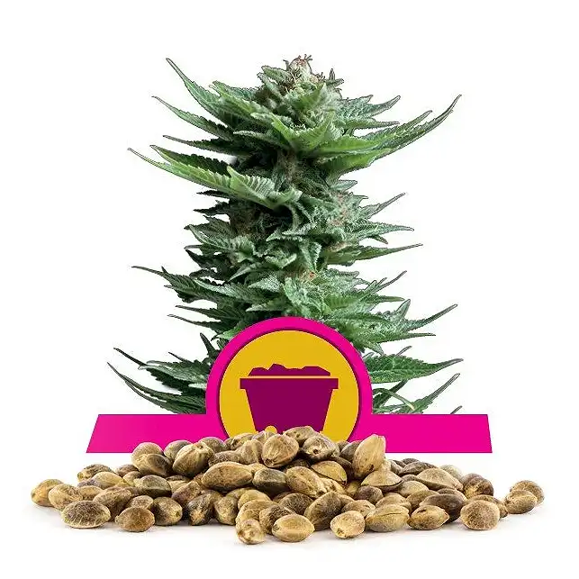 Shining Silver Haze - Royal Queen Seeds 4