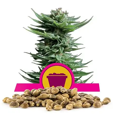 Shining Silver Haze - Royal Queen Seeds 4