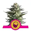Amnesia Haze - Royal Queen Seeds 7