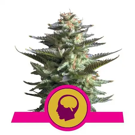 Amnesia Haze - Royal Queen Seeds 7