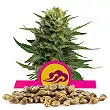 Blue Mystic - Royal Queen Seeds 4