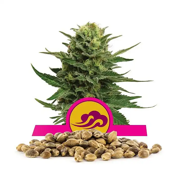 Blue Mystic - Royal Queen Seeds 4