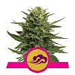 Blue Mystic - Royal Queen Seeds