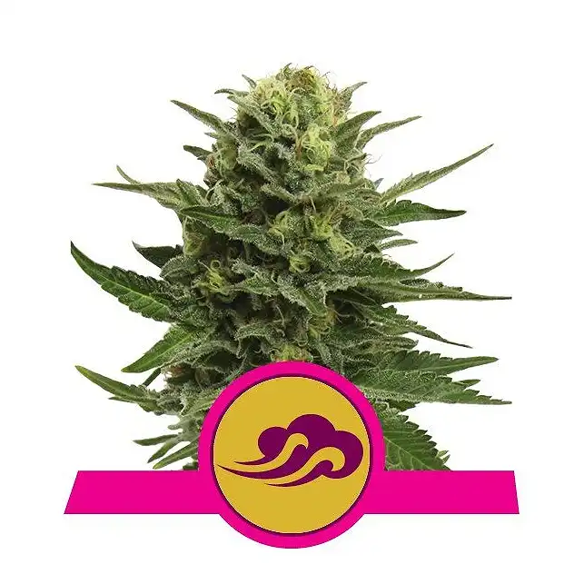 Blue Mystic - Royal Queen Seeds