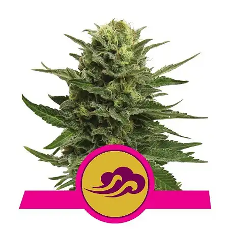 Blue Mystic - Royal Queen Seeds