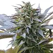 Blue Mystic - Royal Queen Seeds 1