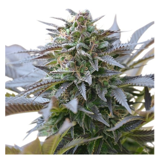 Blue Mystic - Royal Queen Seeds 4