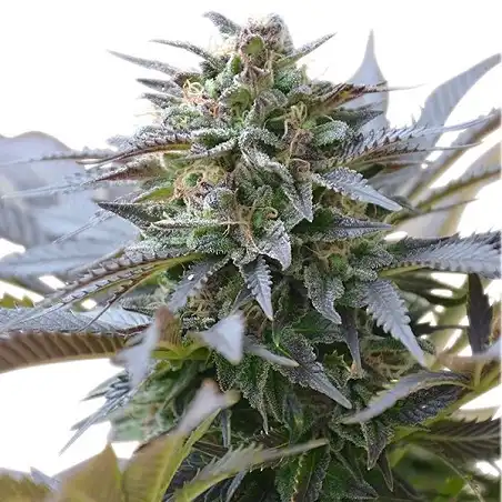 Blue Mystic - Royal Queen Seeds 1