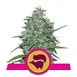 Skunk XL - Royal Queen Seeds 6 Skunk XL - Royal Queen Seeds 6
