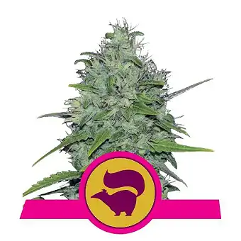 Skunk XL - Royal Queen Seeds 6