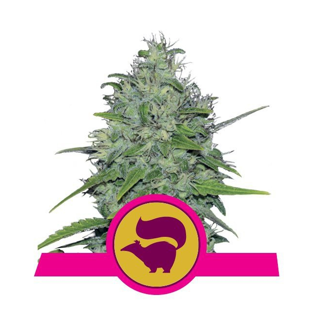 Skunk XL