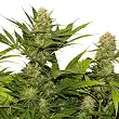 Skunk XL - Royal Queen Seeds