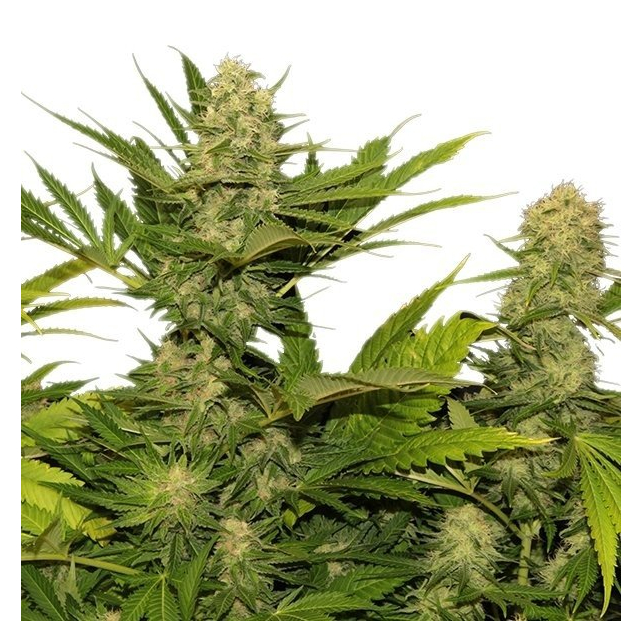 Skunk XL