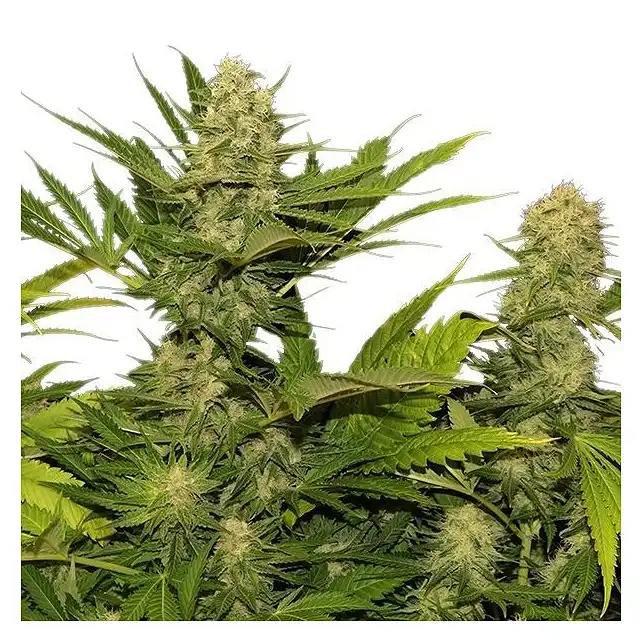 Skunk XL - Royal Queen Seeds
