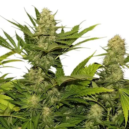 Skunk XL - Royal Queen Seeds