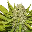 Skunk XL - Royal Queen Seeds 3 Skunk XL - Royal Queen Seeds 3