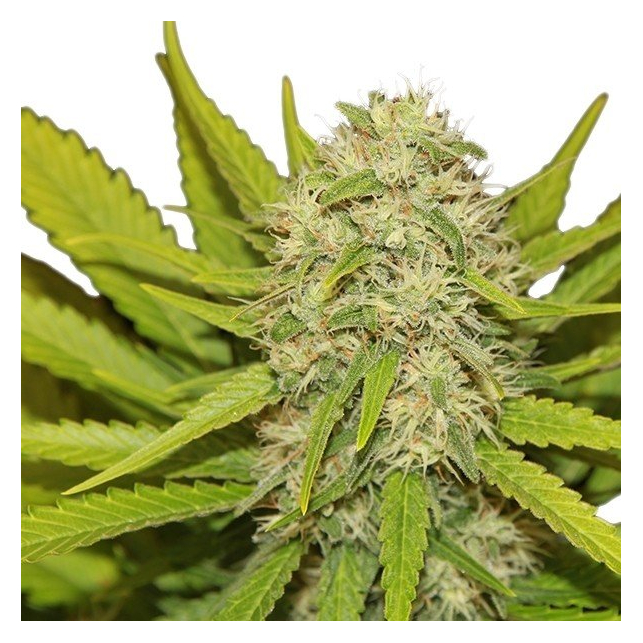 Skunk XL