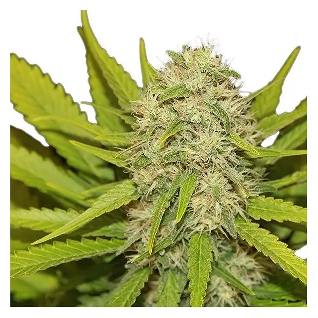 Skunk XL - Royal Queen Seeds 3