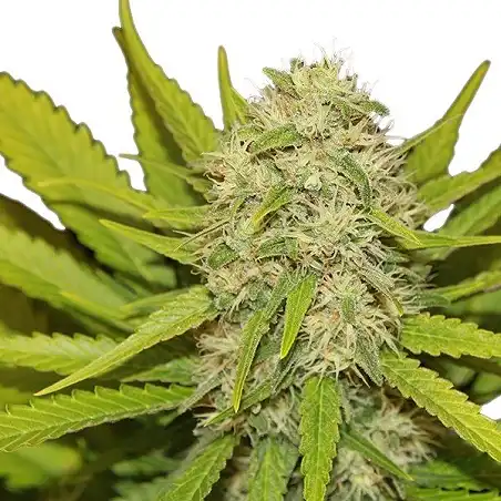 Skunk XL - Royal Queen Seeds 3