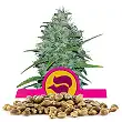 Skunk XL - Royal Queen Seeds 4