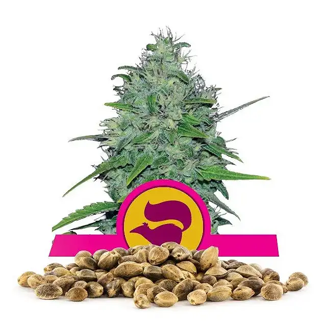 Skunk XL - Royal Queen Seeds 4