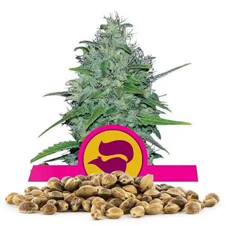 Skunk XL - Royal Queen Seeds 4