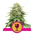 Critical - Royal Queen Seeds 6