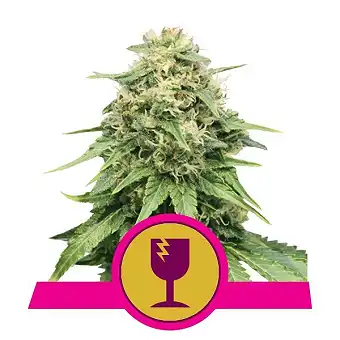 Critical - Royal Queen Seeds 6