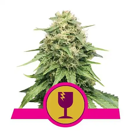 Critical - Royal Queen Seeds 6