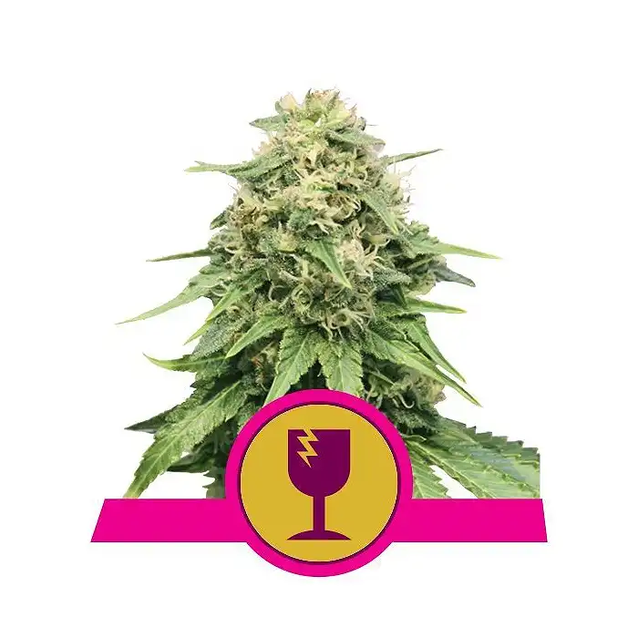 White Widow Semi di Cannabis - Royal Queen Seeds