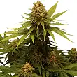 Critical - Royal Queen Seeds