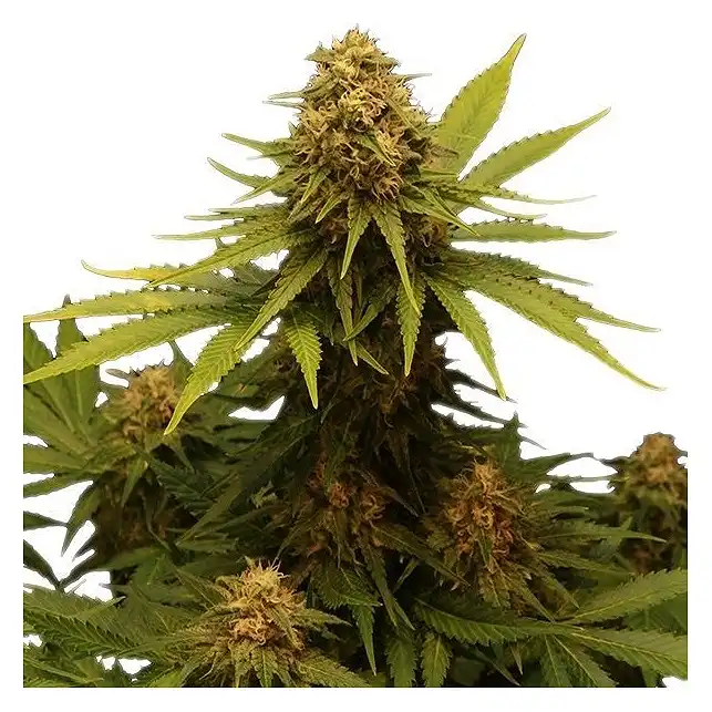 Critical - Royal Queen Seeds