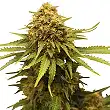 Critical - Royal Queen Seeds 1