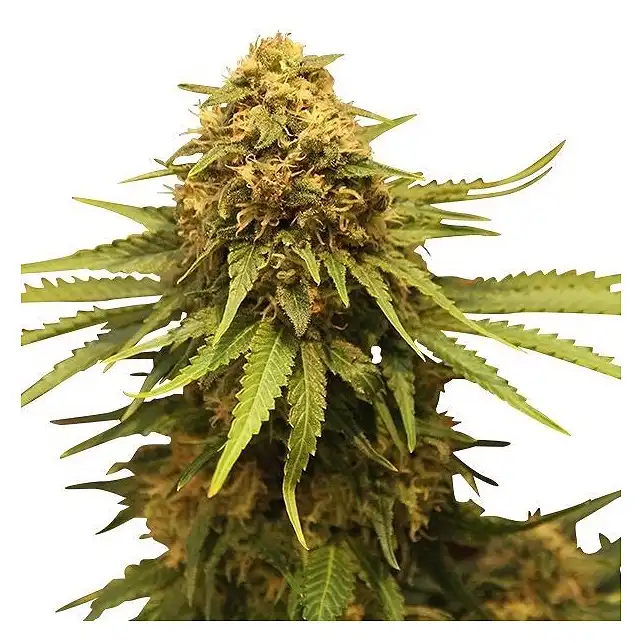 Critical - Royal Queen Seeds 1