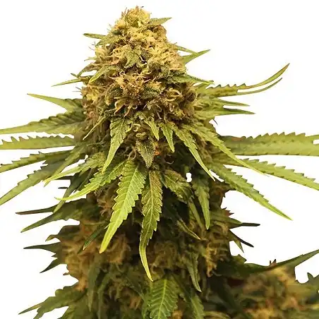 Critical - Royal Queen Seeds 1