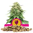 Critical - Royal Queen Seeds 4