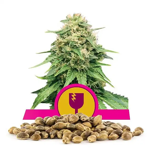 Critical - Royal Queen Seeds 4