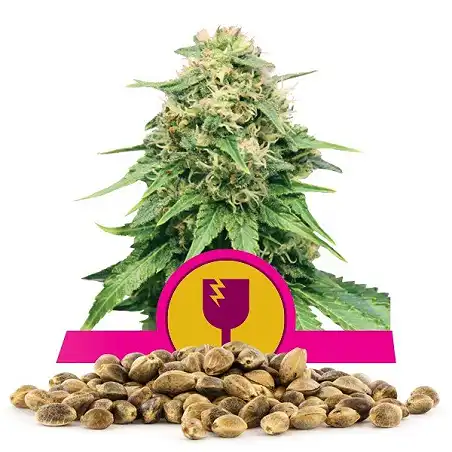 Critical - Royal Queen Seeds 4