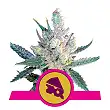 Royal Cheese Fast Version - Royal Queen Seeds 4 Royal Cheese Fast Version - Royal Queen Seeds 4