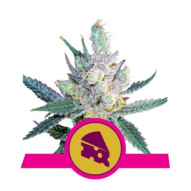Royal Cheese Fast Version - Royal Queen Seeds 4