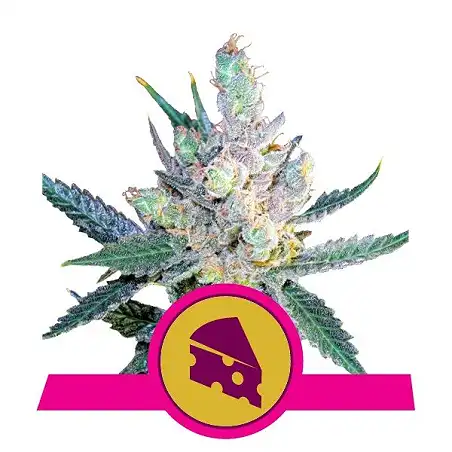 Royal Cheese Fast Version - Royal Queen Seeds 4