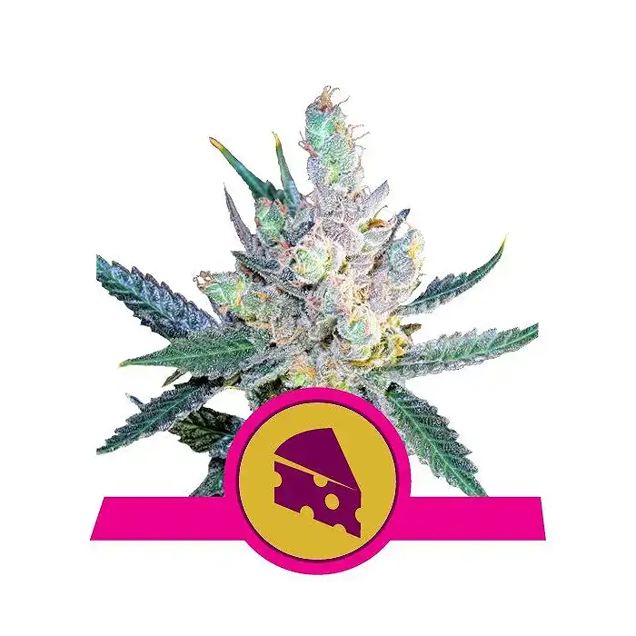 Royal Cheese Fast Version - Royal Queen Seeds 4