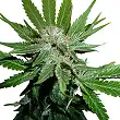 Royal Cheese Fast Version - Royal Queen Seeds