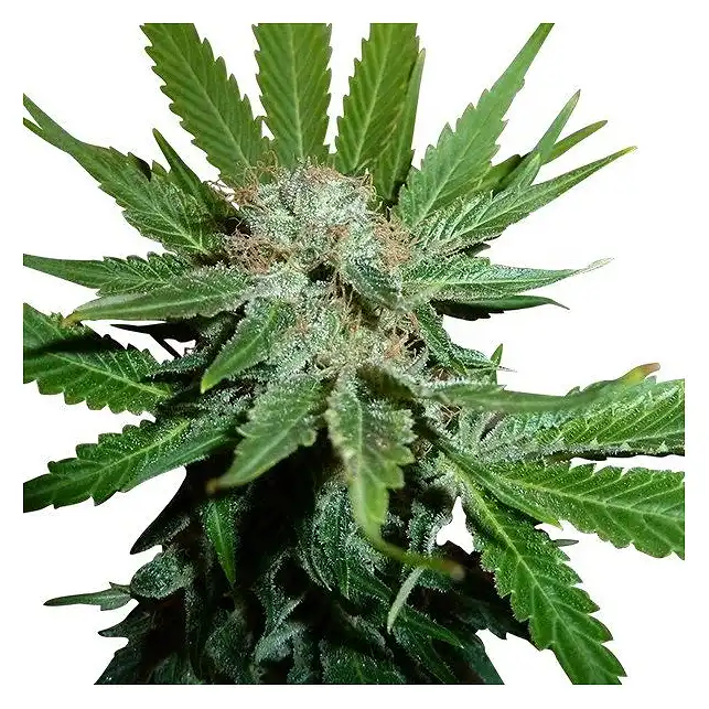 Royal Cheese Fast Version - Royal Queen Seeds