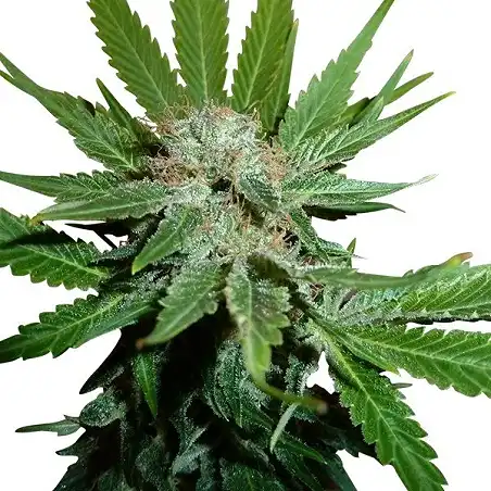 Royal Cheese Fast Version - Royal Queen Seeds