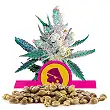 Royal Cheese Fast Version - Royal Queen Seeds 2