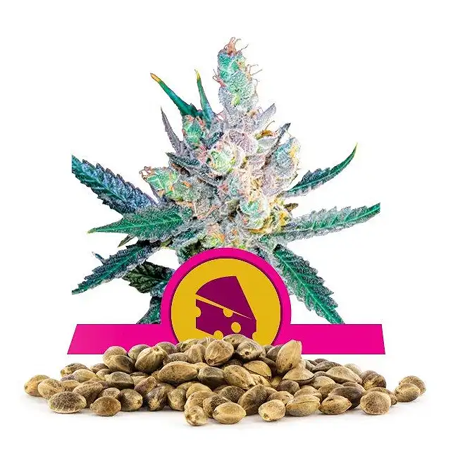 Royal Cheese Fast Version - Royal Queen Seeds 2