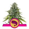 Royal Moby - Royal Queen Seeds 4